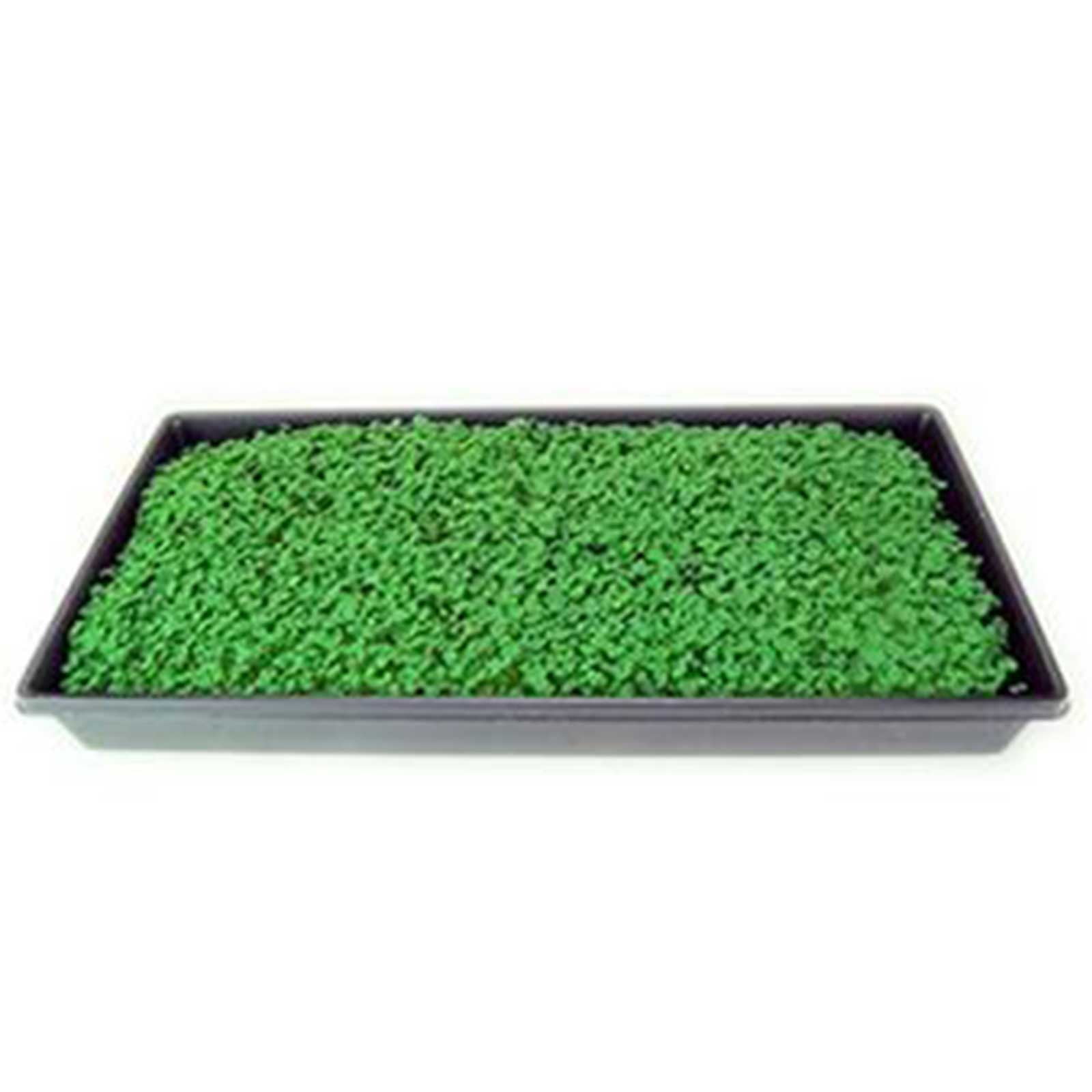Organic White Chia Seeds- 35 Lbs- Sprouting Seeds For Growing Sprouts, Chia Pet Refills, Food Storage, Sprout Salad