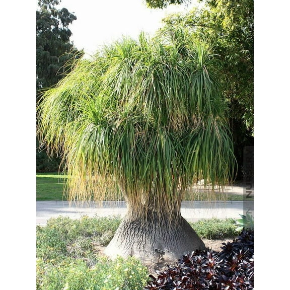 Ponytail Palm-Beaucarnea recurvata-Unique Indoor Plant  6" Pot