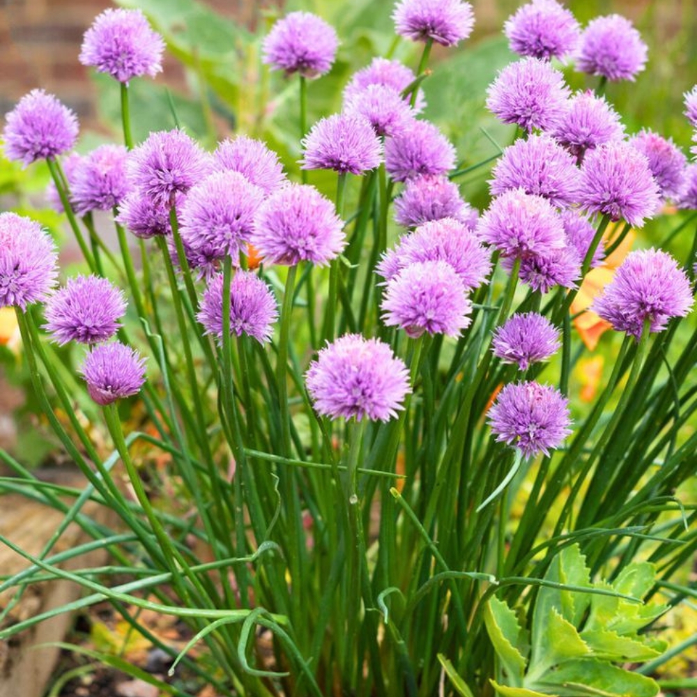 10 Mature Chive Plants Live, Hardy Garlic Chives from 3 to 5 Inch, Outdoor Indoor Planting