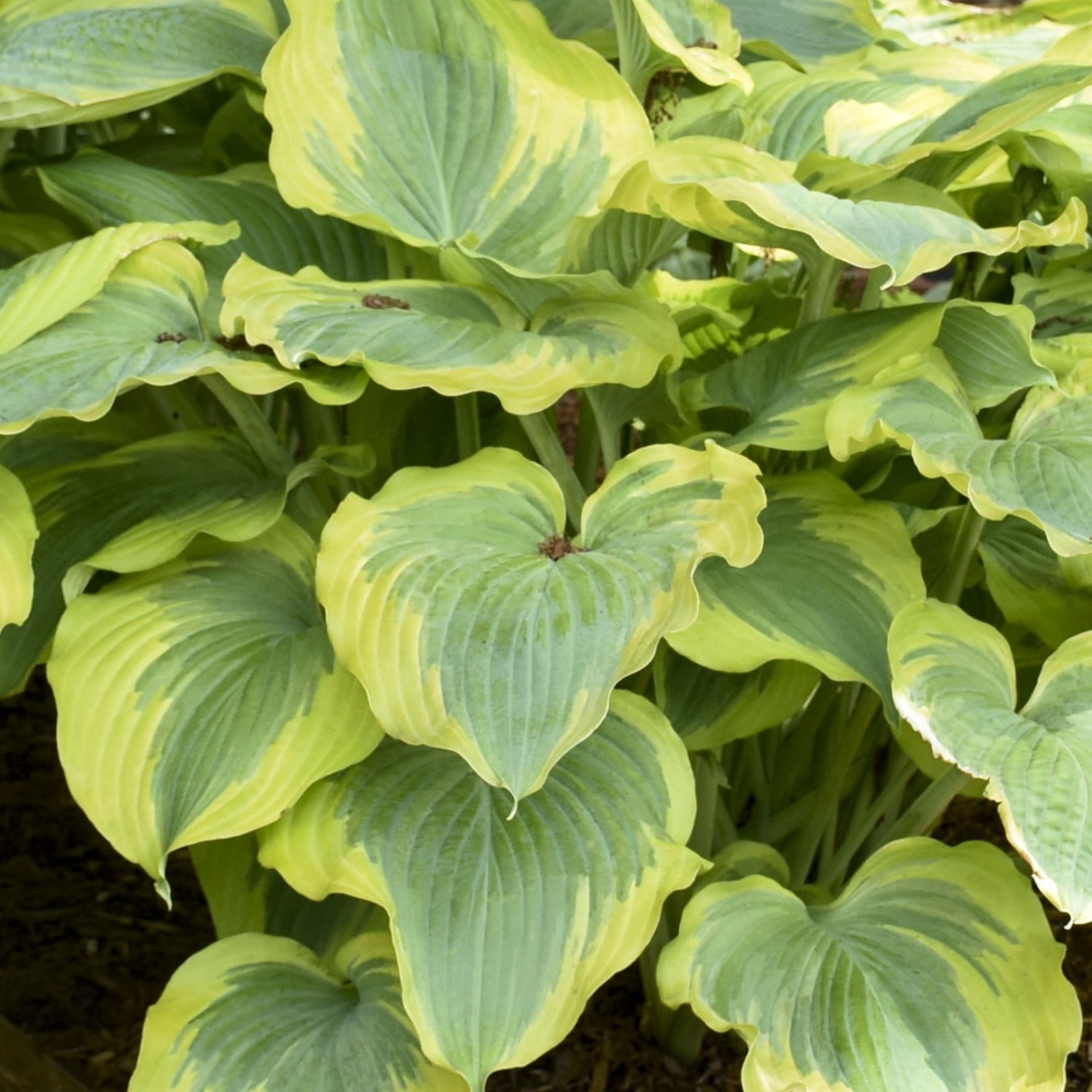 Proven Winners 6" Shadowland 'Seducer' Hosta Live Plant in 6.5" Pot