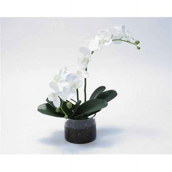 Unisex Waterlook-R White Phaleanopsis Orchid in Clear Glass Cylinder - Green