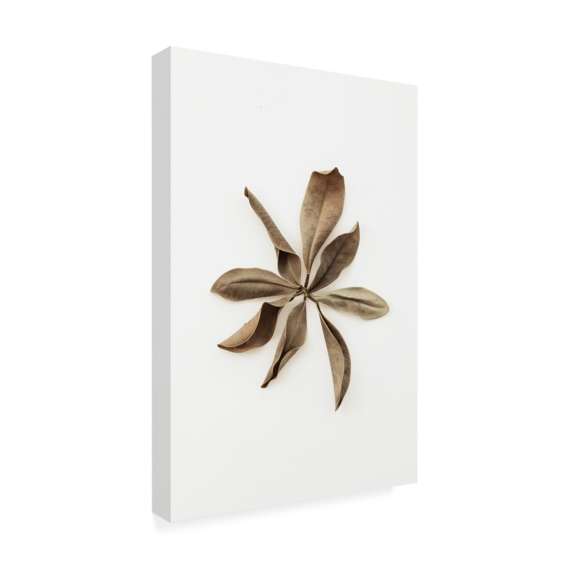 Trademark Fine Art Pictufy Studio Dried Leaves 3 Canvas Wall Art