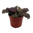 thumbnail image 2 of Mini Pink Veined Nerve Plant - Fittonia - Easy House Plant - 2.5" Pot, 2 of 3