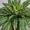 thumbnail image 4 of Boston Fern with Wood Vase Silk Plant, 4 of 5