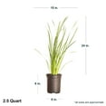 thumbnail image 4 of Expert Gardener African Butterfly Iris (2.5 Quart) Yellow Blooming Evergreen Perennial - Full Sun Live Outdoor Plant, 4 of 6