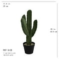 thumbnail image 2 of Cactus Plant, 2 of 3