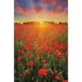 thumbnail image 2 of Podt, Martin 23x32 Gold Ornate Wood Framed with Double Matting Museum Art Print Titled - Poppies at Sunset, 2 of 4
