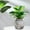 Black, variant on DELESYS Transparent Hydroponic Small Potted Plant Pots Indoor Living Room Desktop Transparent Hydroponic Plastic Flower Pots A Must for Green Plant Lovers Transpare, 10.5x11cm