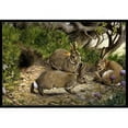 thumbnail image 1 of Carolines Treasures BDBA0136JMAT Rabbits & the Rabbit Hole Indoor or Outdoor Mat, 24 x 36, 1 of 4