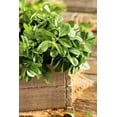 thumbnail image 2 of TomorrowSeeds - Fenugreek Seeds - 1500+ Count - For 2026 Planting USA Indian Herb South Asian Basil, 2 of 11