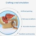 thumbnail image 2 of 4X 1:2 Male Pelvic Sagittal Section Testicular Prostate Bladder Rectal Urinary System Model,4 x urinary system model, 2 of 7