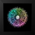 thumbnail image 2 of Frank, Assaf 15x15 Black Modern Framed Museum Art Print Titled - Dandelion Clock over black background, 2 of 5