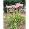 thumbnail image 3 of Surprise Lily Bulb – Rare Naked Lady Amaryllis, Lycoris Squamigera, Hardy Easy-Grow Perennial, 3 of 3