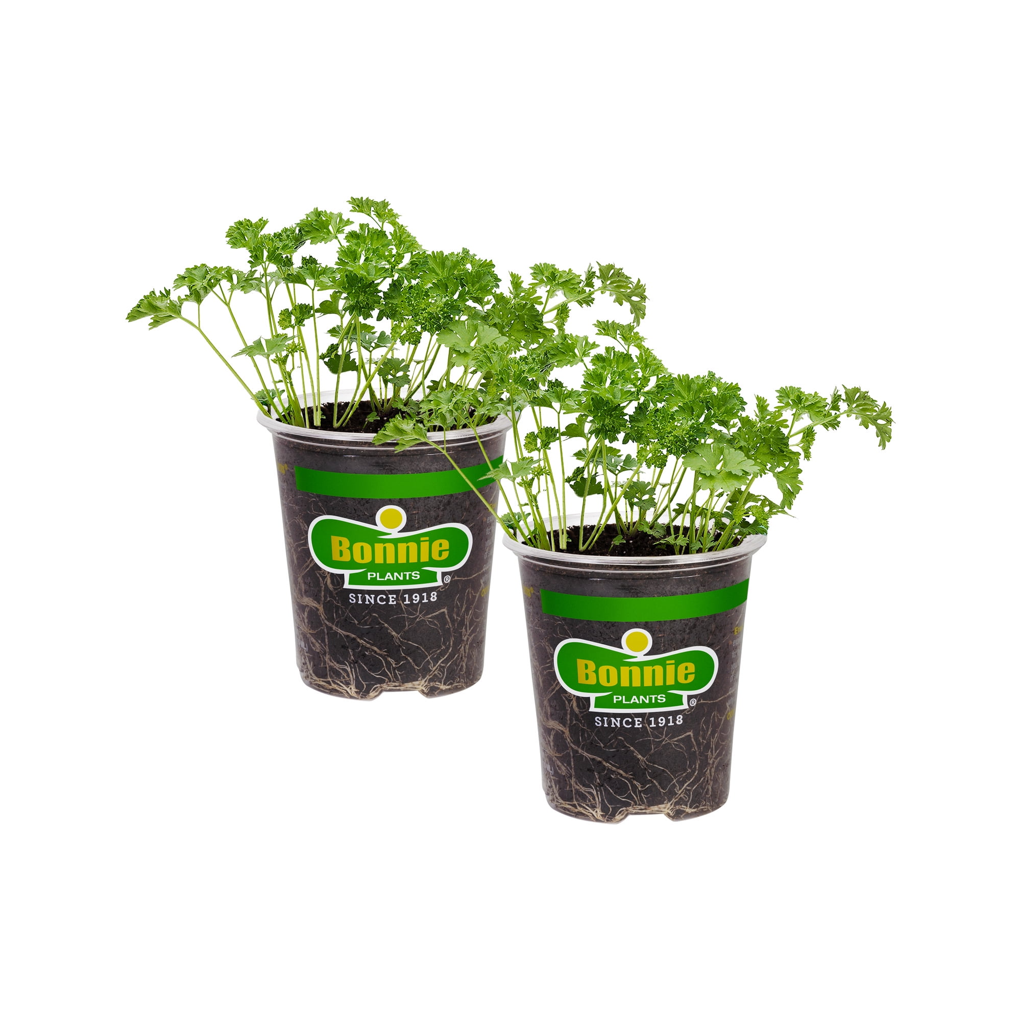Bonnie Plants Curled Parsley 19.3 oz. 2-Pack