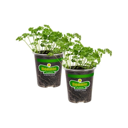 Bonnie Plants Curled Parsley 19.3 oz. 2-pack