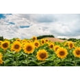 thumbnail image 4 of 25 EBONY & GOLD SUNFLOWER Helianthus Annuus Flower Seeds, 4 of 10