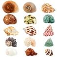 thumbnail image 1 of Caracola natural WedoSoy con forma de conchas de cangrejo ermitaño, 4 a 8 cm, 15 unidades, 1 of 6