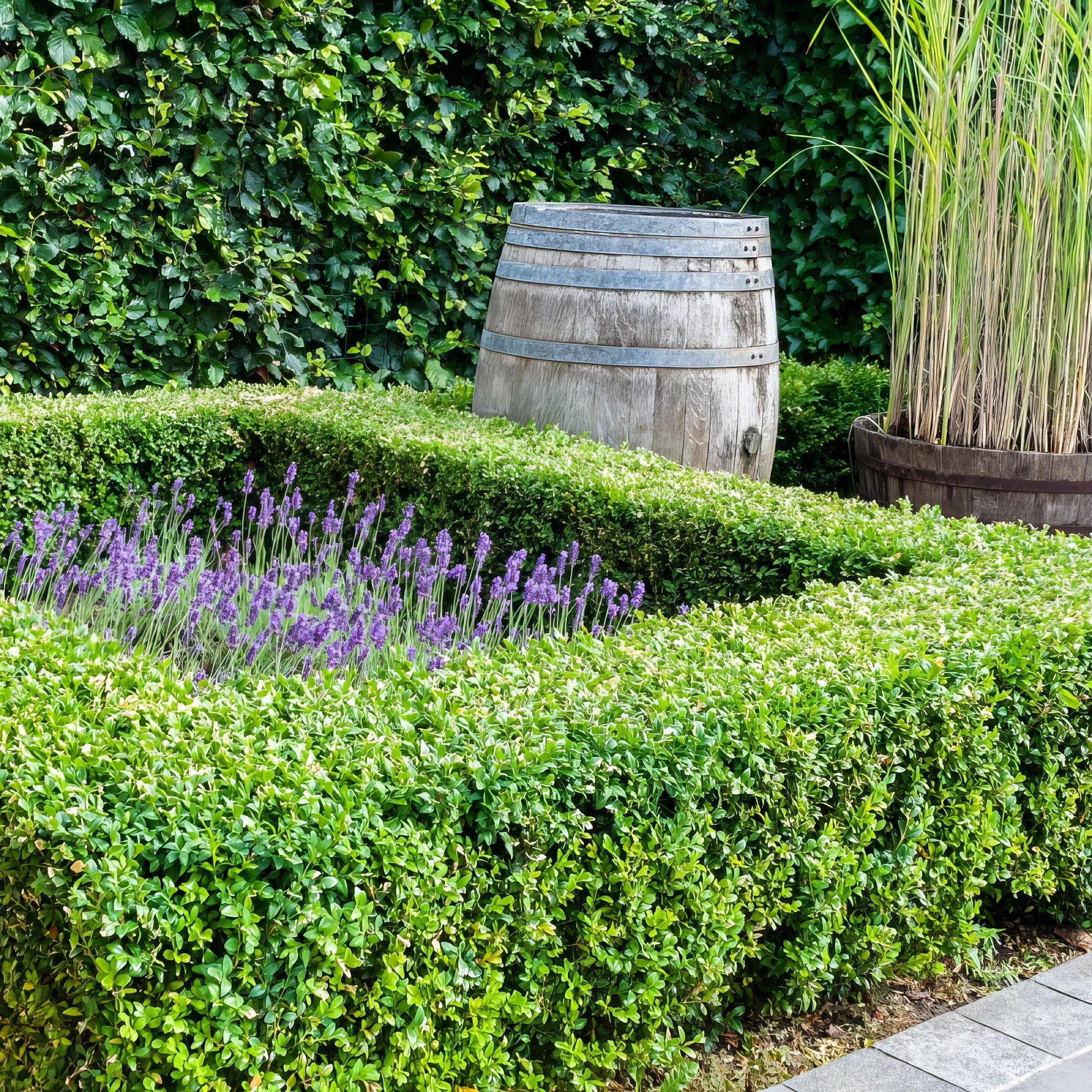 3 gal. Boxwood Green Velvet Shrub