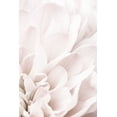 thumbnail image 2 of 1x Studio III 13x18 White Modern Wood Framed Museum Art Print Titled - Chrysanthemum No 04, 2 of 4