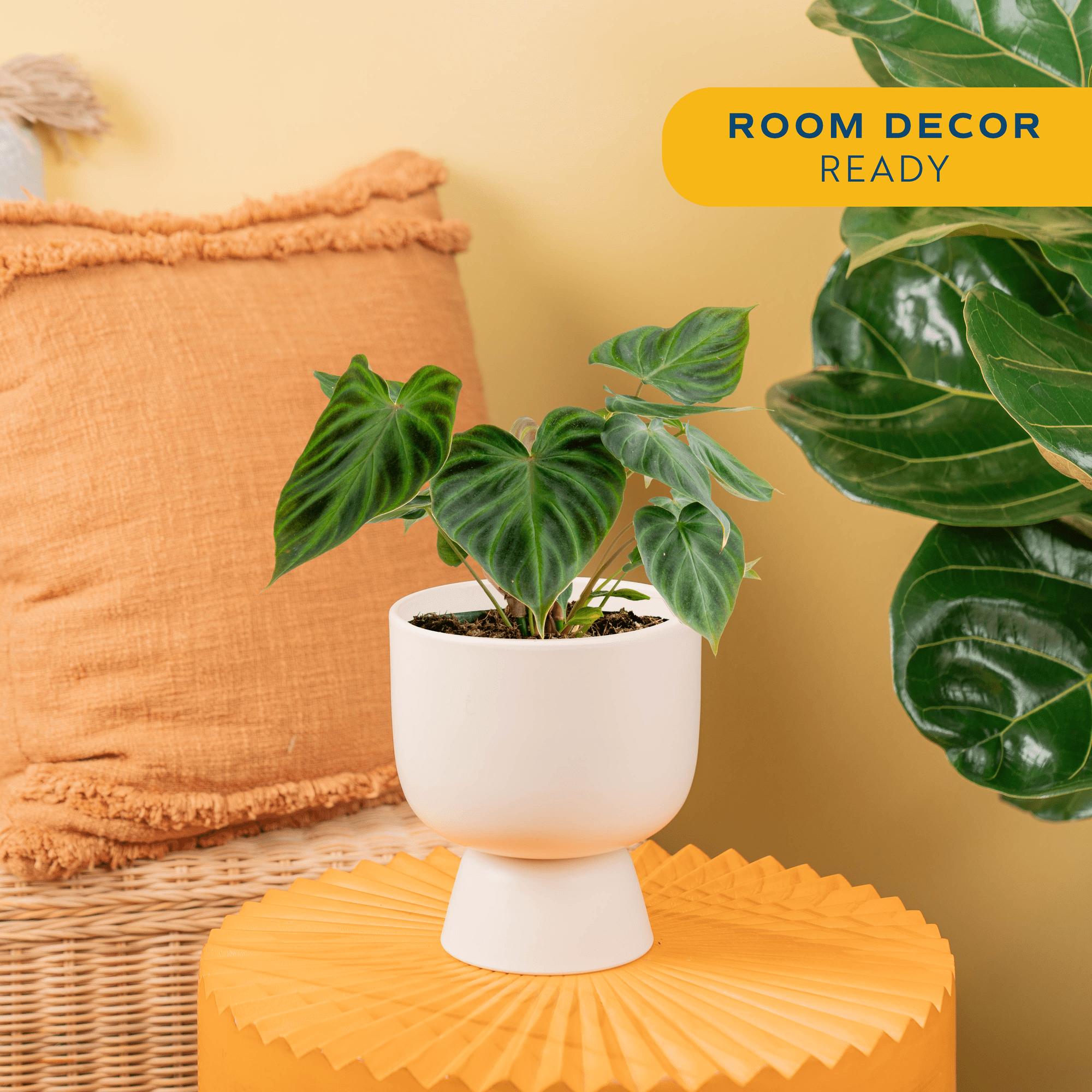 Costa Farms 8" Philodendron Verrucosum Live House Plants in 6" Decor Pot