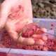 thumbnail image 3 of - Juego de 11 unidad de pca de carpa, alimentador de método en línea con 2 accorios de molde de goma, 3 of 5