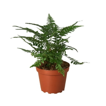 Korean Rock Fern House Plant in 4" Pot, Polystichum tsus-simense