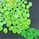 thumbnail image 1 of 1CM Small Luminous Fish Tank Garden Fluorescent Luminous, 1 of 7