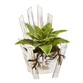 thumbnail image 1 of Nearly Natural 8867 8 in. Sanseveria Artificial Plant with Roots in Chair Planter, 1 of 2