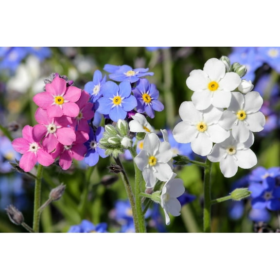 100 Mixed FORGET ME NOT Pink Blue White Mix Myosotis Alpestris Flower Seeds *Flat Shipping
