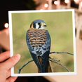 thumbnail image 7 of 3drose, Male American Kestrel Bird - Na02 Aje0261 - Adam Jones, 12 Greeting Cards with Envelopes, 7 of 7
