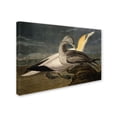 thumbnail image 3 of Trademark Fine Art "Gannets" Canvas Art by John James Audubon, 3 of 4