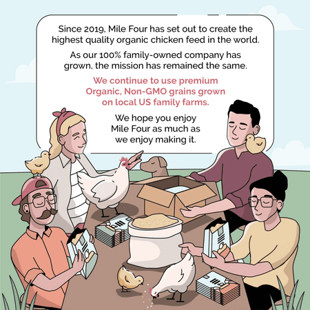 Layer Chicken Feed