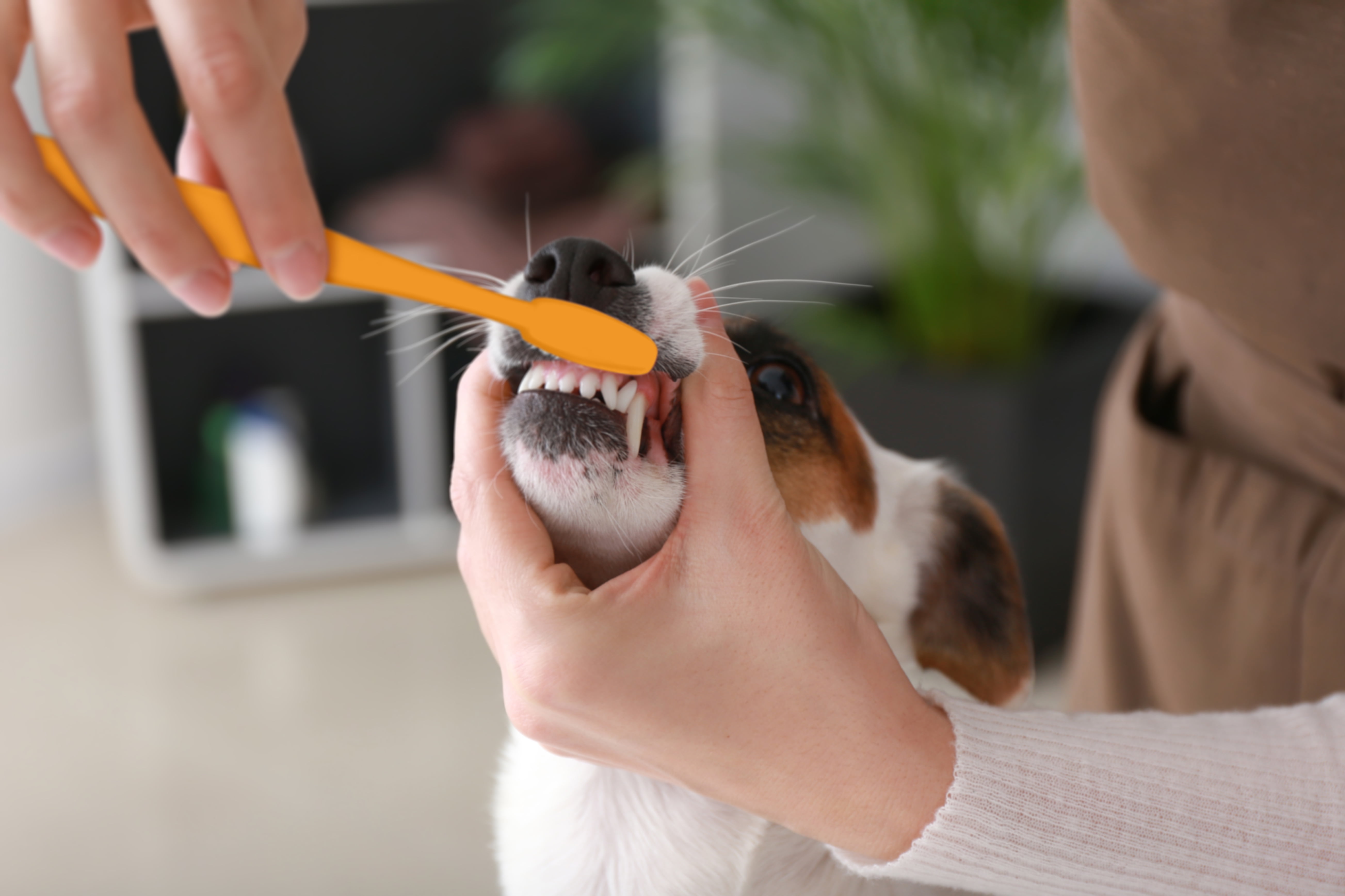 Arm & Hammer For Pets Tartar Control Dental Toothbrushing Training Kit for puppies Vanilla Ginger Flavor