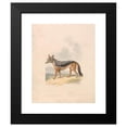 thumbnail image 2 of Samuel Howitt 20x24 Black Modern Framed Museum Art Print Titled - Black-Backed Jackal (ca. 1817), 2 of 5