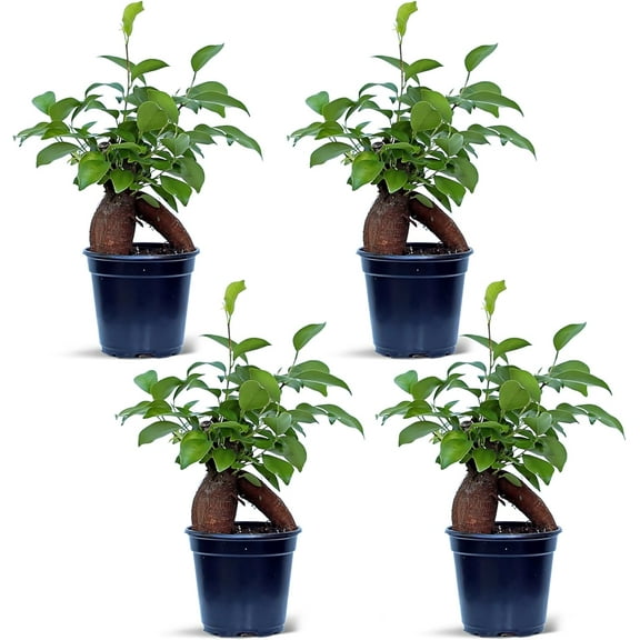 4 Pack Live Ginseng Ficus, Ficus Retusa, Banyan Fig, Potted Bonsai Houseplant, Birthday Gift for Plant Lover, Office Gift for Christmas, Indoor Live Plant in 4" Pot