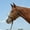 Greencamo, variant on Cashel Company Rope Halter withCamo Paracord Nose Pinkcamo Horse