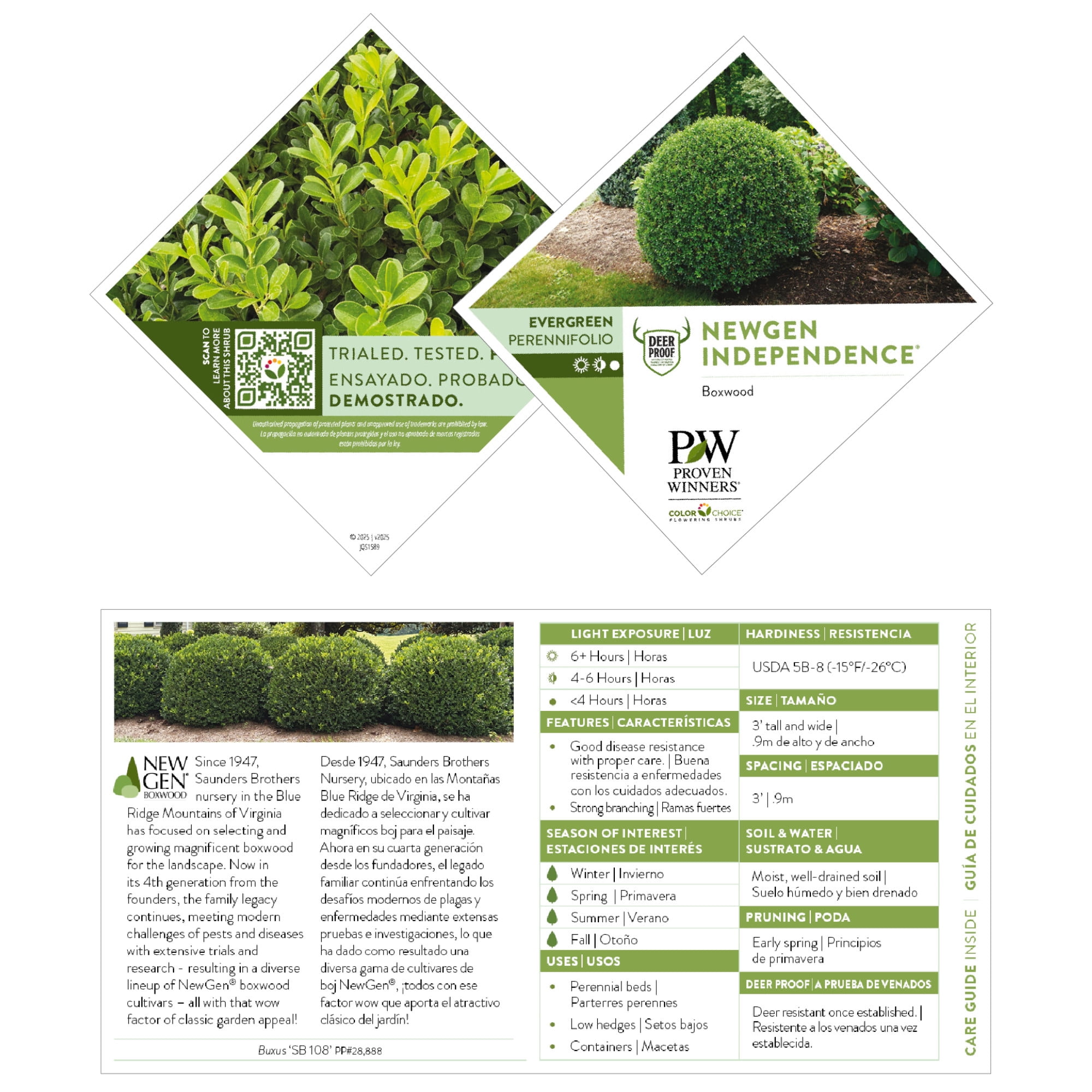 Proven Winners ColorChoice 5" NewGen Independence Boxwood Live Plant in 4.5" Pot (4 Count)