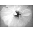 thumbnail image 2 of Stalus, Judy 24x17 White Modern Wood Framed Museum Art Print Titled - White Poppy, 2 of 4