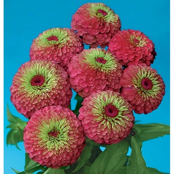 Zinnia Queen Red Lime Nice Garden Flower 25 Seeds