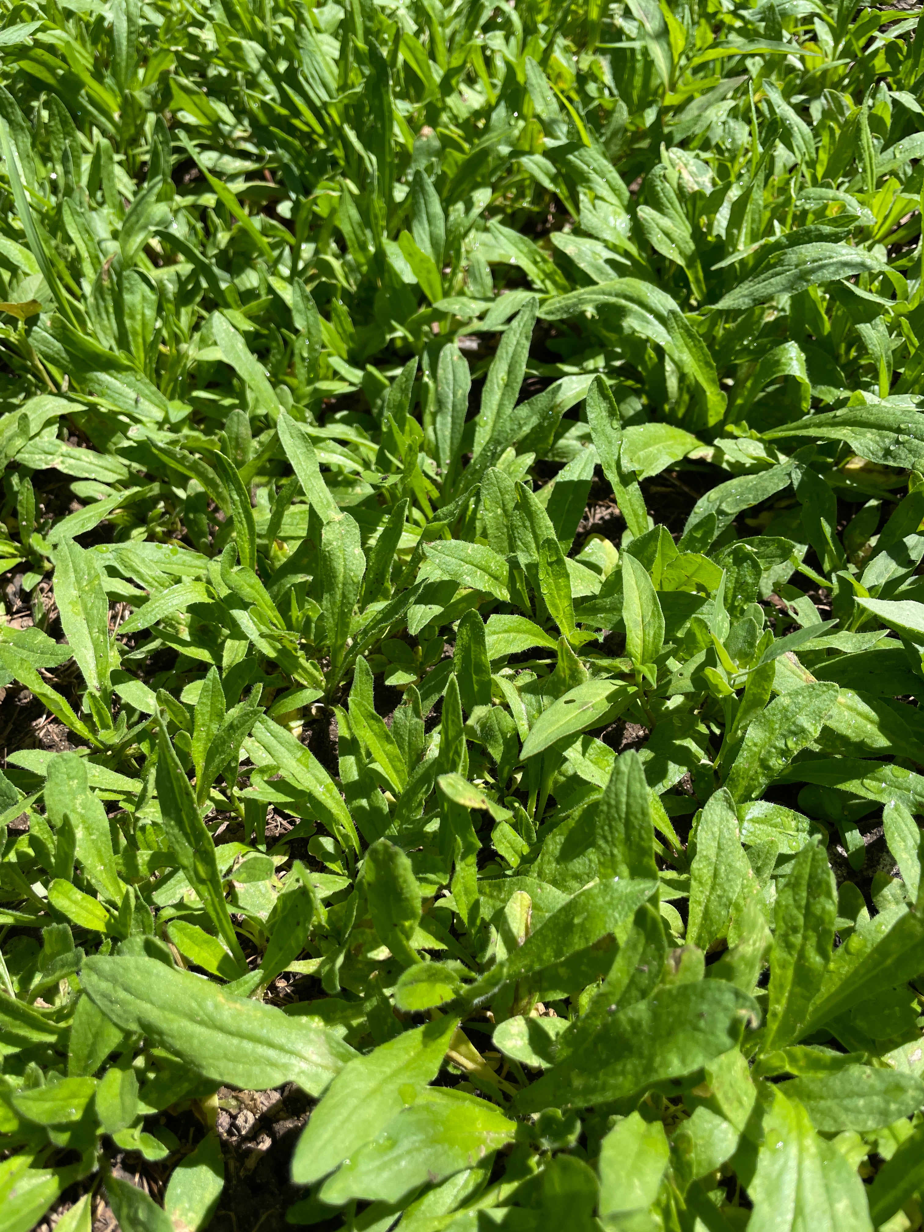 Hale Habitat & Seed Winter Camelina Food Plot Seed, 5 lbs