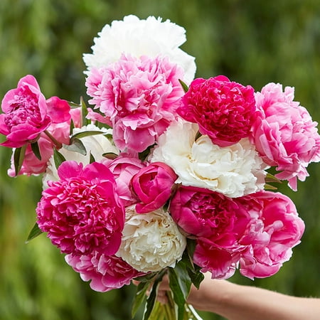 

Peony Roots - Jumbo Mix - 3 Roots - Mixed Flower Bulbs Root Attracts Bees Attracts Butterflies Attracts Pollinators Easy to Grow & Maintain Fragrant Container Garden
