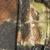 Mossy Oak