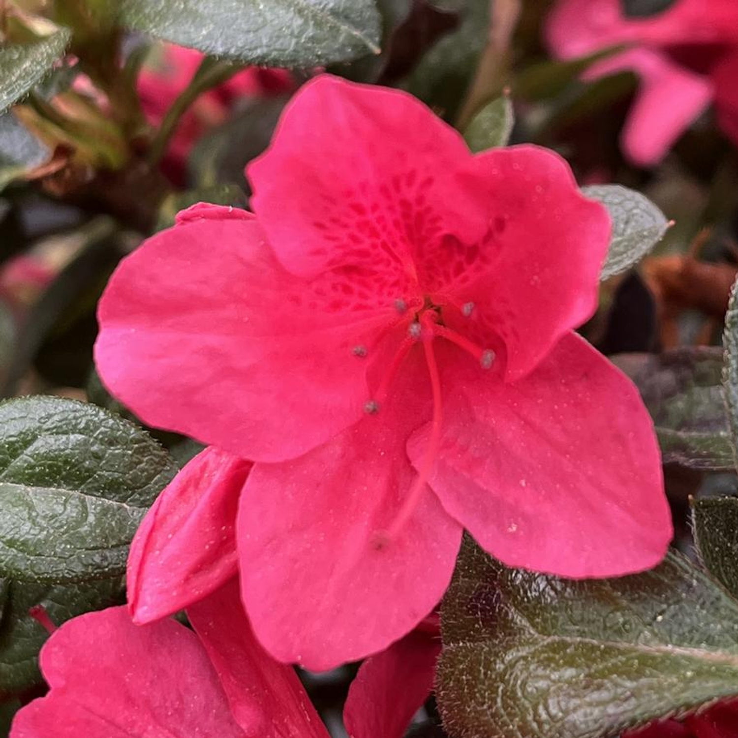 Encore Azalea Autumn Ruby Live Shrub in 3-Gallon Grower Pot