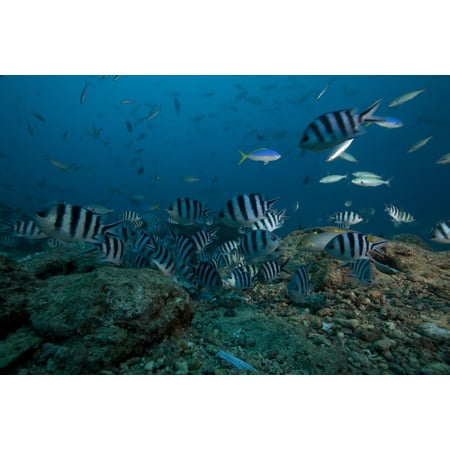 School of sergeant major fish at The Bistro dive site in Fiji Poster