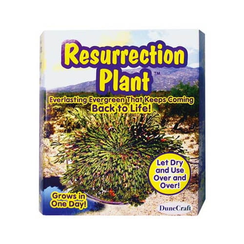 Resurrection Plant