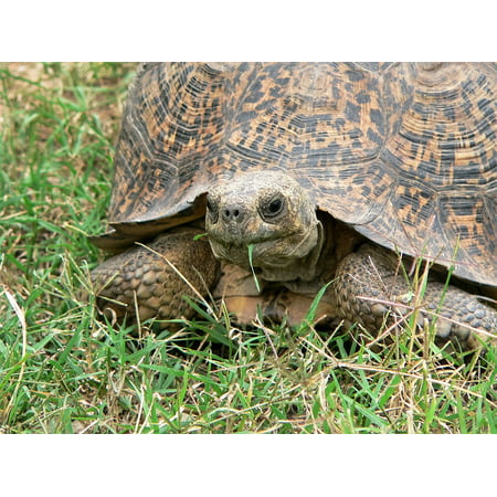 Canvas Print Grass Eat Giant Tortoise Africa Turtle Stretched Canvas 10 x (Best Grass For Tortoise)
