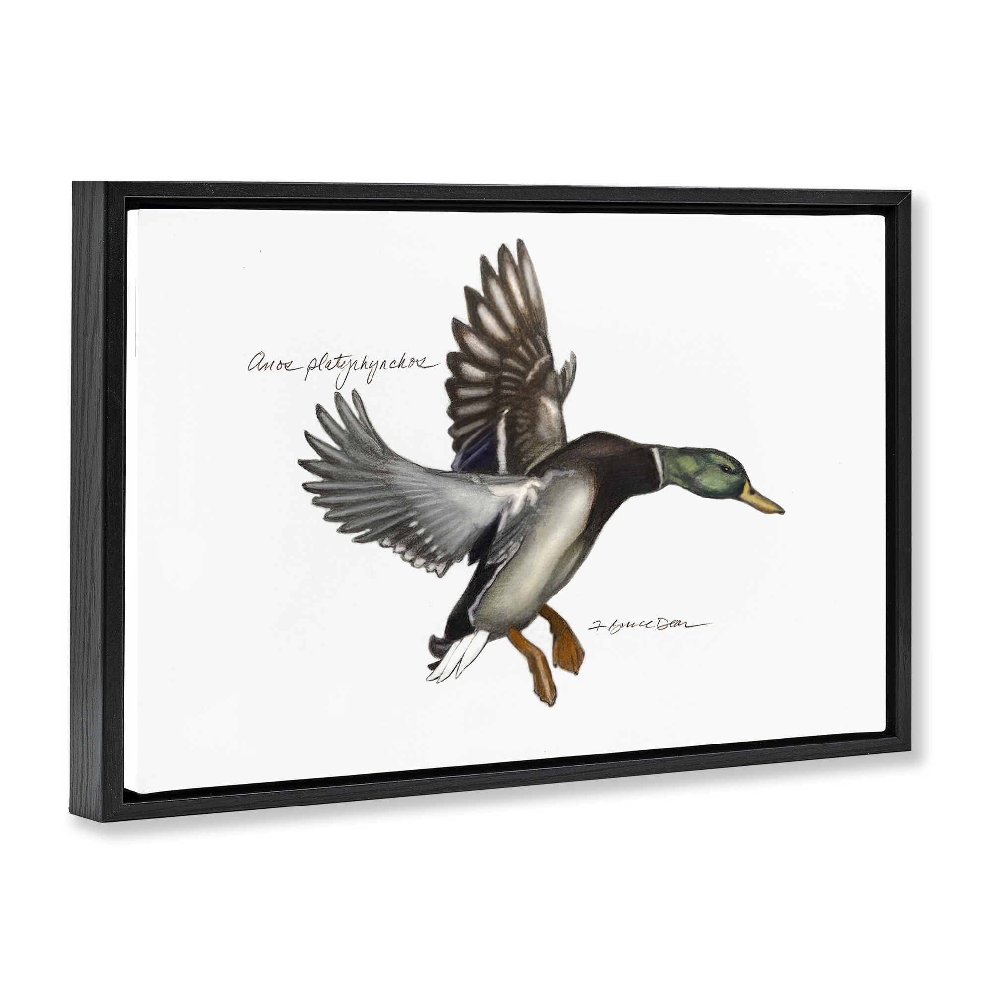 Stupell Industries Flying Mallard Duck Animals & Insects Painting Black Floater Framed Canvas Art Print Wall Art, 31 x 21