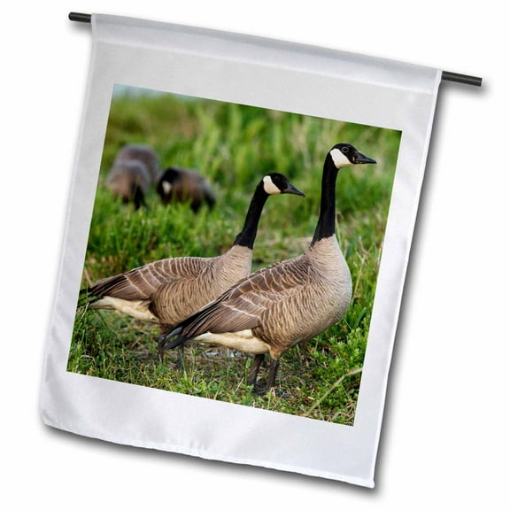 3dRose, USA, Oregon, Baskett Slough NWR, Canada Geese, Branta canadensis., 18 x 27 inch Garden Flag