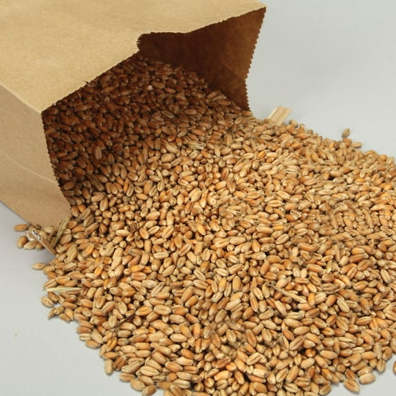 Wheat, Viable Seed, 1 Lb, Monocot Germination