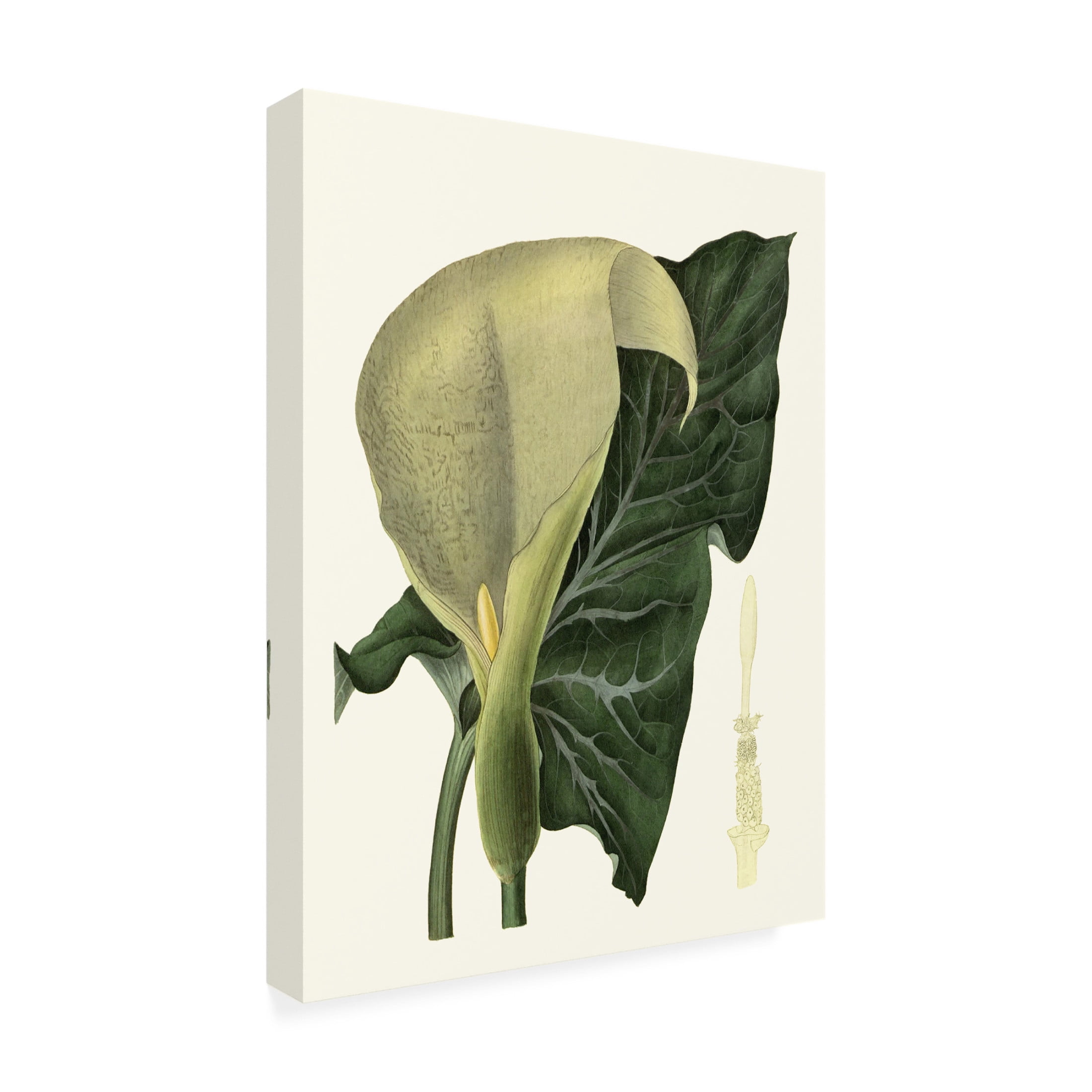Canvas Wall Art - Vision Studio 'Grand Foliage III' Wall Art for Living Room, Bedroom, or Office Décor by Trademark Fine Art - 35 x 47 Inches